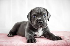 Best Age to Buy a Cane Corso Puppy